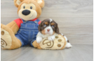 Cavalier King Charles Spaniel Puppy for Adoption