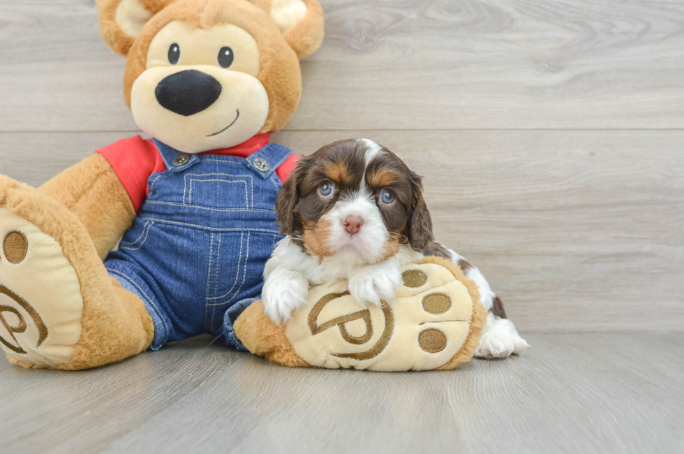 7 week old Cavalier King Charles Spaniel Puppy For Sale - Simply Southern Pups