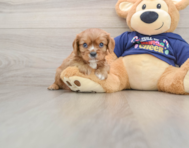 5 week old Cavalier King Charles Spaniel Puppy For Sale - Simply Southern Pups