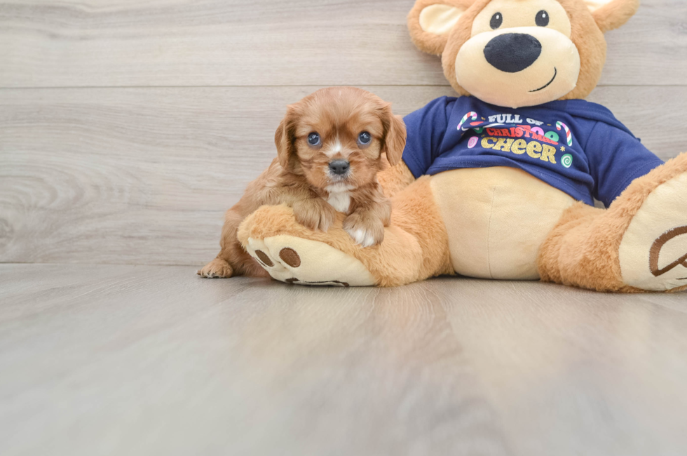 5 week old Cavalier King Charles Spaniel Puppy For Sale - Simply Southern Pups