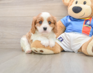 5 week old Cavalier King Charles Spaniel Puppy For Sale - Simply Southern Pups