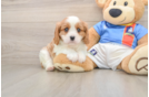 Popular Cavalier King Charles Spaniel Baby