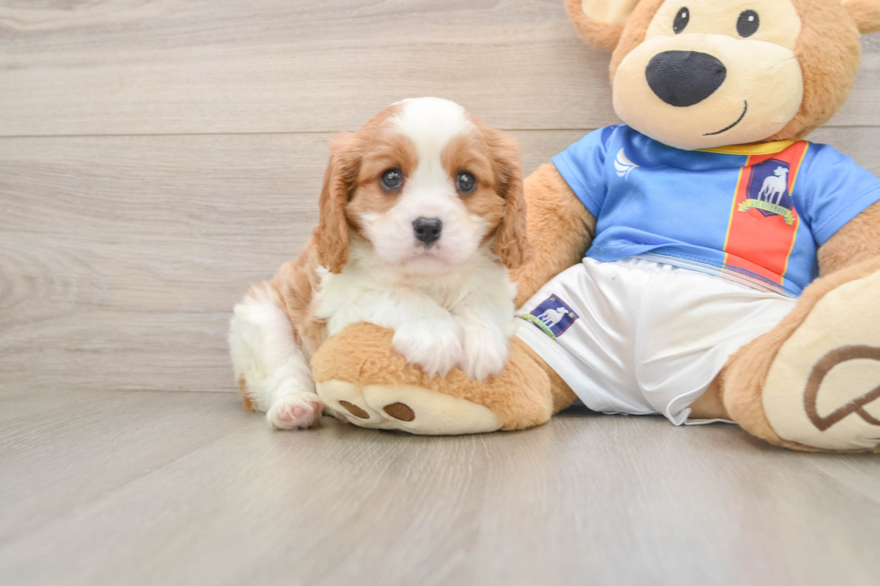 Popular Cavalier King Charles Spaniel Baby