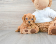 8 week old Cavalier King Charles Spaniel Puppy For Sale - Simply Southern Pups