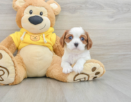 6 week old Cavalier King Charles Spaniel Puppy For Sale - Simply Southern Pups