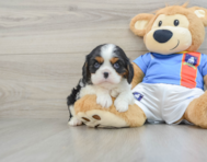 5 week old Cavalier King Charles Spaniel Puppy For Sale - Simply Southern Pups