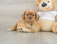 5 week old Cavalier King Charles Spaniel Puppy For Sale - Simply Southern Pups