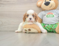5 week old Cavalier King Charles Spaniel Puppy For Sale - Simply Southern Pups