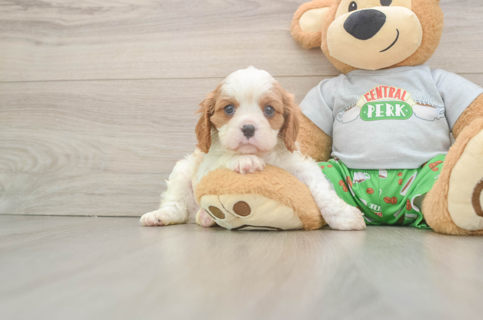 6 week old Cavalier King Charles Spaniel Puppy For Sale - Simply Southern Pups