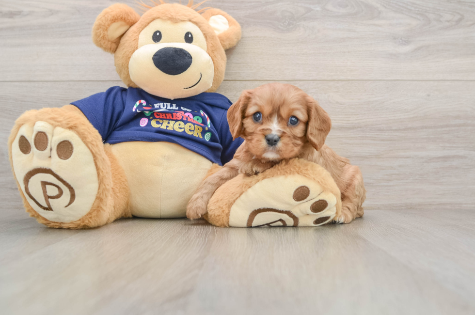 5 week old Cavalier King Charles Spaniel Puppy For Sale - Simply Southern Pups