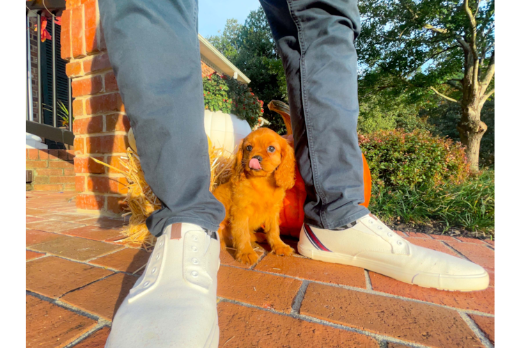 Cute Cavalier King Charles Spaniel Purebred Pup