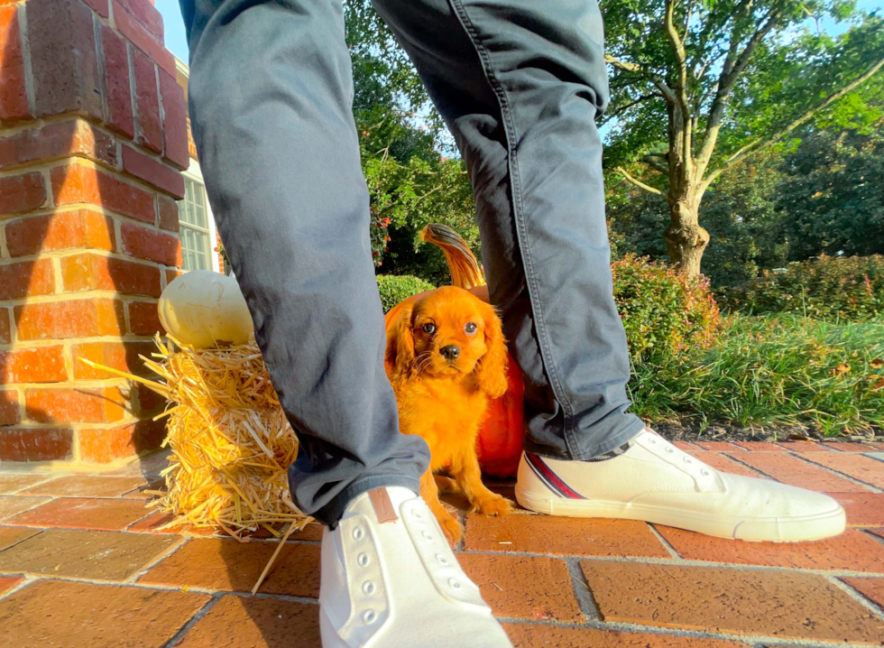 Best Cavalier King Charles Spaniel Baby
