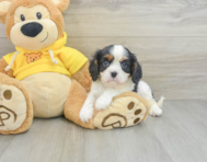 6 week old Cavalier King Charles Spaniel Puppy For Sale - Simply Southern Pups