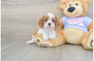 Cavalier King Charles Spaniel Puppy for Adoption