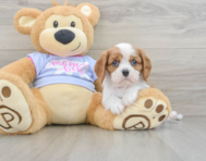 7 week old Cavalier King Charles Spaniel Puppy For Sale - Simply Southern Pups