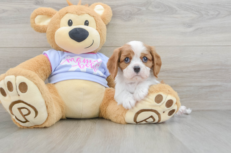 5 week old Cavalier King Charles Spaniel Puppy For Sale - Simply Southern Pups