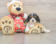 5 week old Cavalier King Charles Spaniel Puppy For Sale - Simply Southern Pups