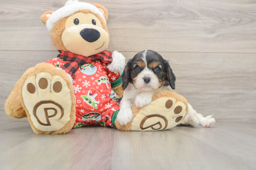 5 week old Cavalier King Charles Spaniel Puppy For Sale - Simply Southern Pups