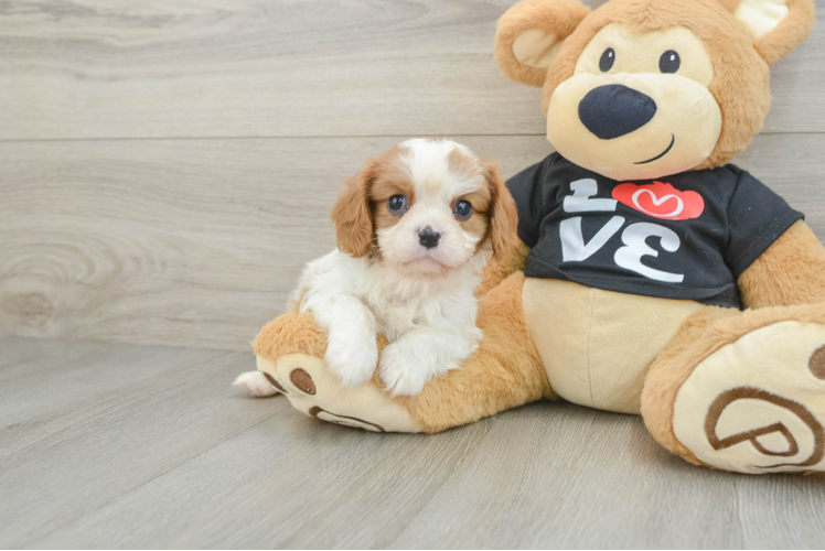 Cavalier King Charles Spaniel Puppy for Adoption