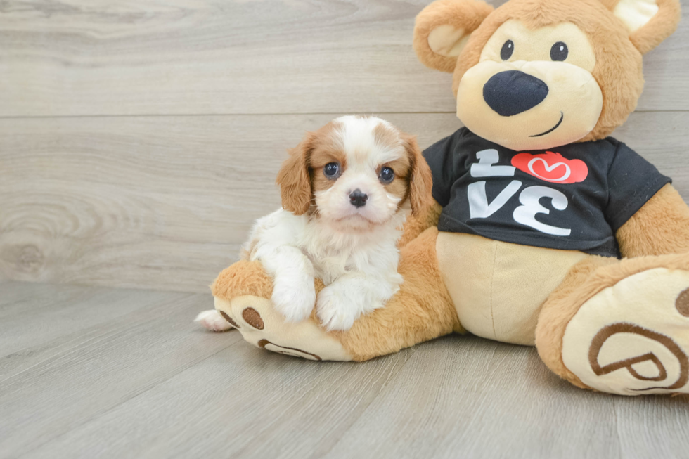 Cavalier King Charles Spaniel Puppy for Adoption