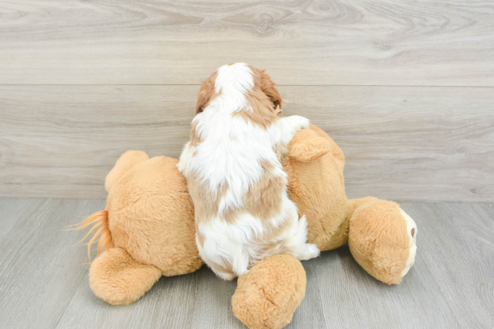 Funny Cavalier King Charles Spaniel Baby