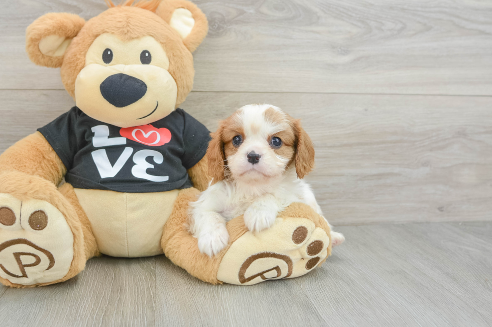 Adorable Cavalier Purebred Puppy