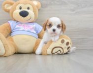 7 week old Cavalier King Charles Spaniel Puppy For Sale - Simply Southern Pups