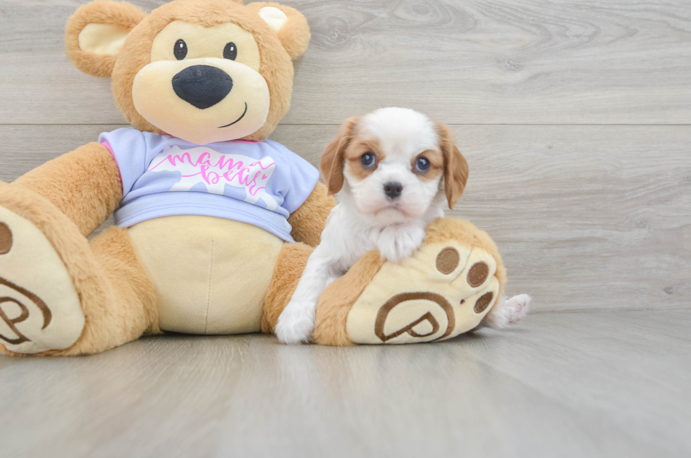 5 week old Cavalier King Charles Spaniel Puppy For Sale - Simply Southern Pups