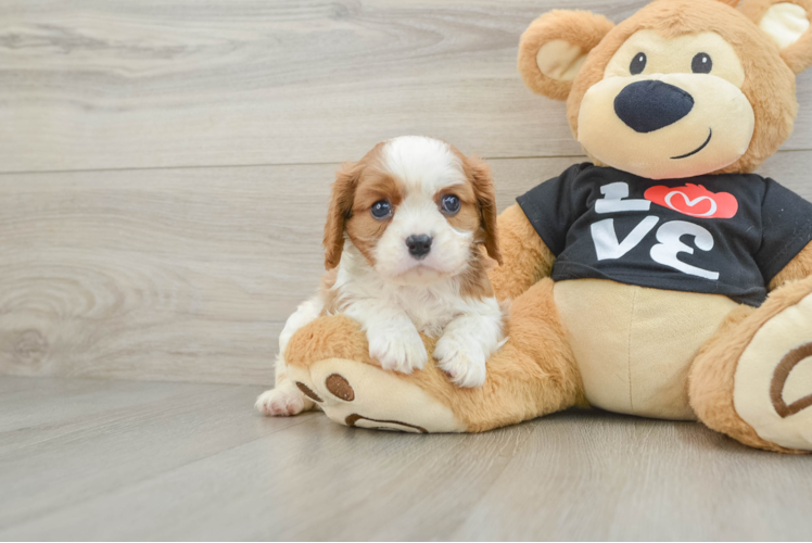 Cavalier King Charles Spaniel Pup Being Cute