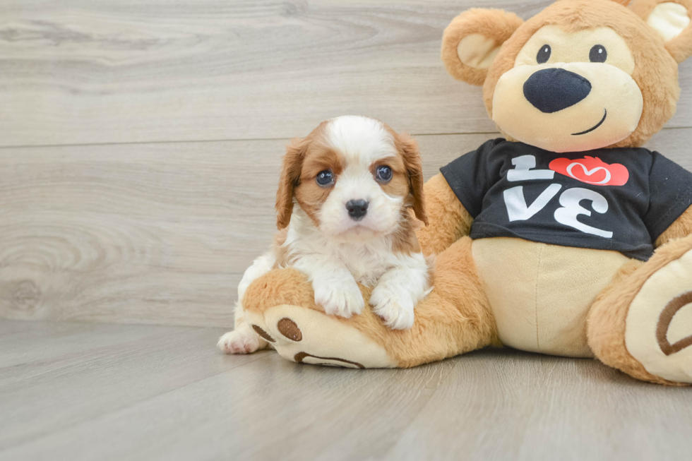 Cavalier King Charles Spaniel Pup Being Cute