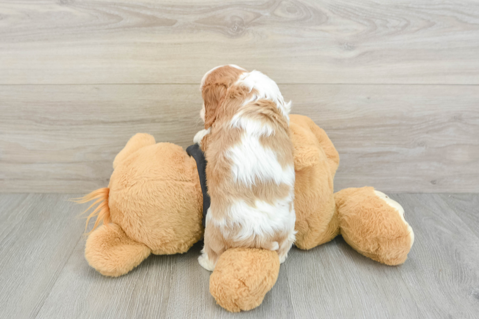 Akc Registered Cavalier King Charles Spaniel Purebred Pup