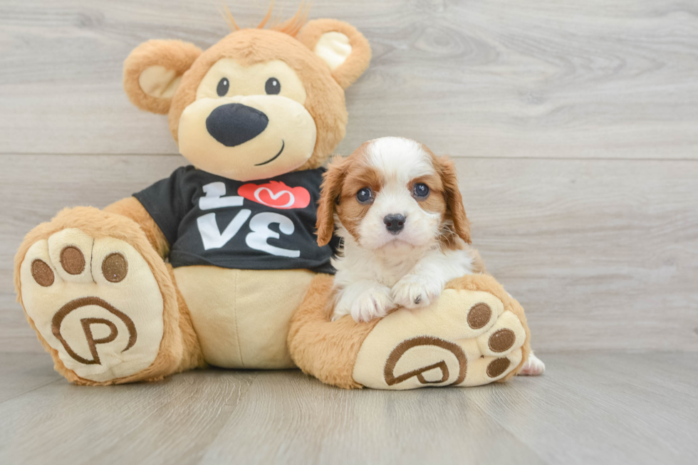 Playful Cavalier King Charles Spaniel Baby