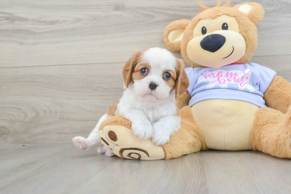 Cavalier King Charles Spaniel Puppy for Adoption