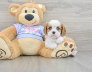 7 week old Cavalier King Charles Spaniel Puppy For Sale - Simply Southern Pups