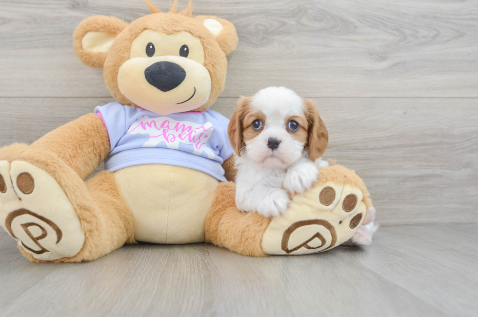 5 week old Cavalier King Charles Spaniel Puppy For Sale - Simply Southern Pups