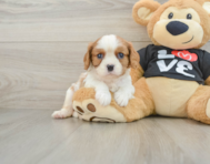 6 week old Cavalier King Charles Spaniel Puppy For Sale - Simply Southern Pups