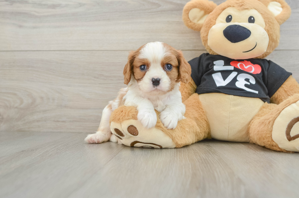 6 week old Cavalier King Charles Spaniel Puppy For Sale - Simply Southern Pups