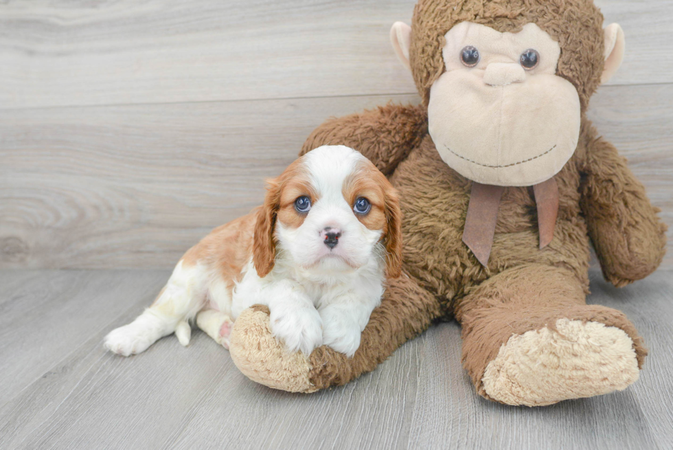 Akc Registered Cavalier King Charles Spaniel Baby