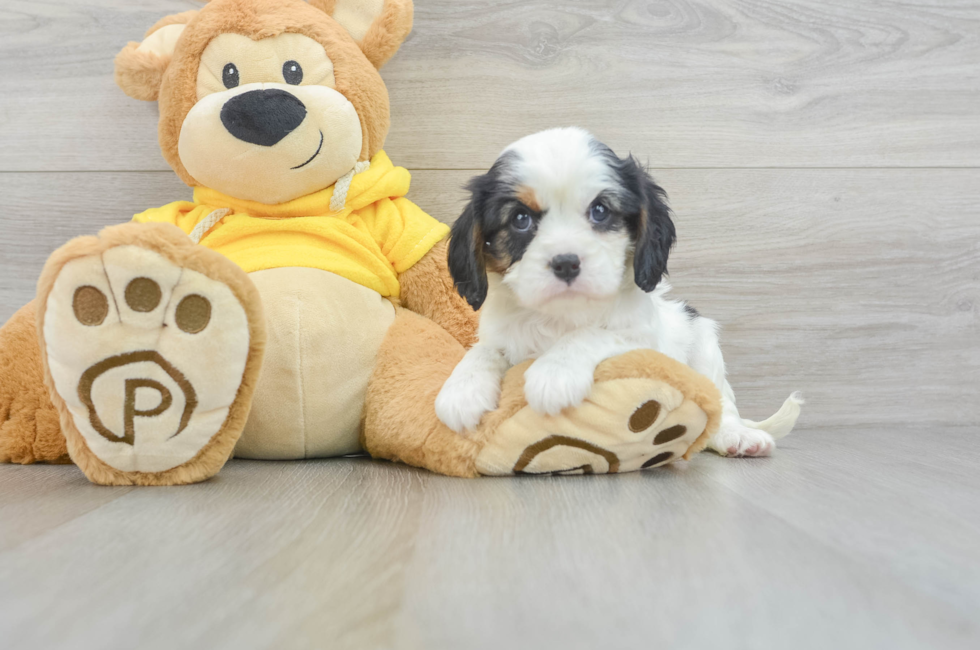8 week old Cavalier King Charles Spaniel Puppy For Sale - Simply Southern Pups