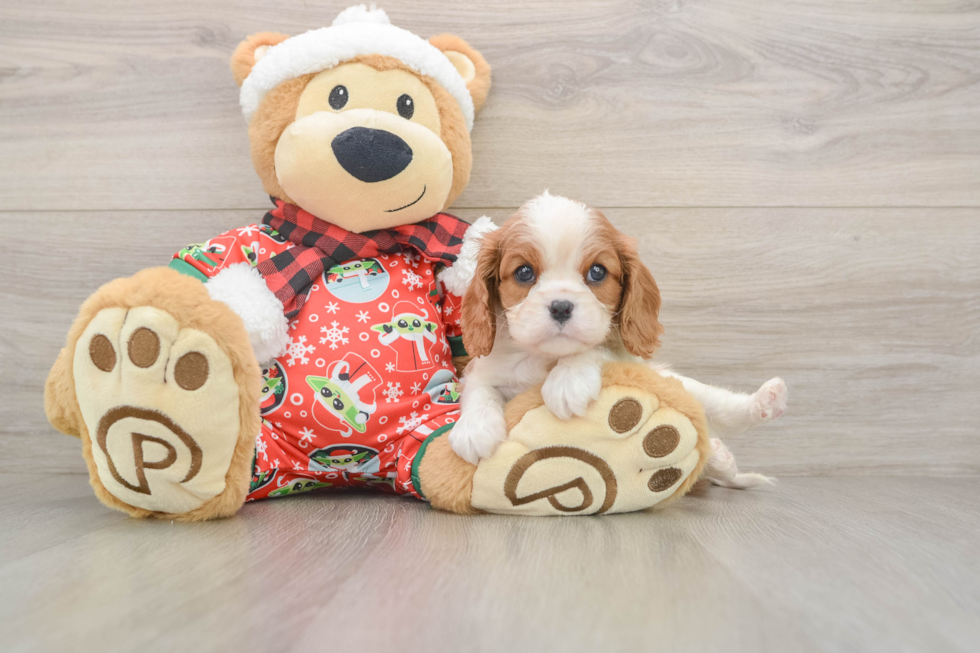 Best Cavalier King Charles Spaniel Baby