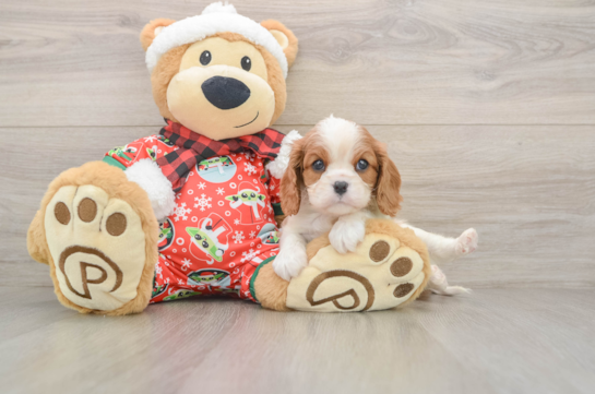 Best Cavalier King Charles Spaniel Baby