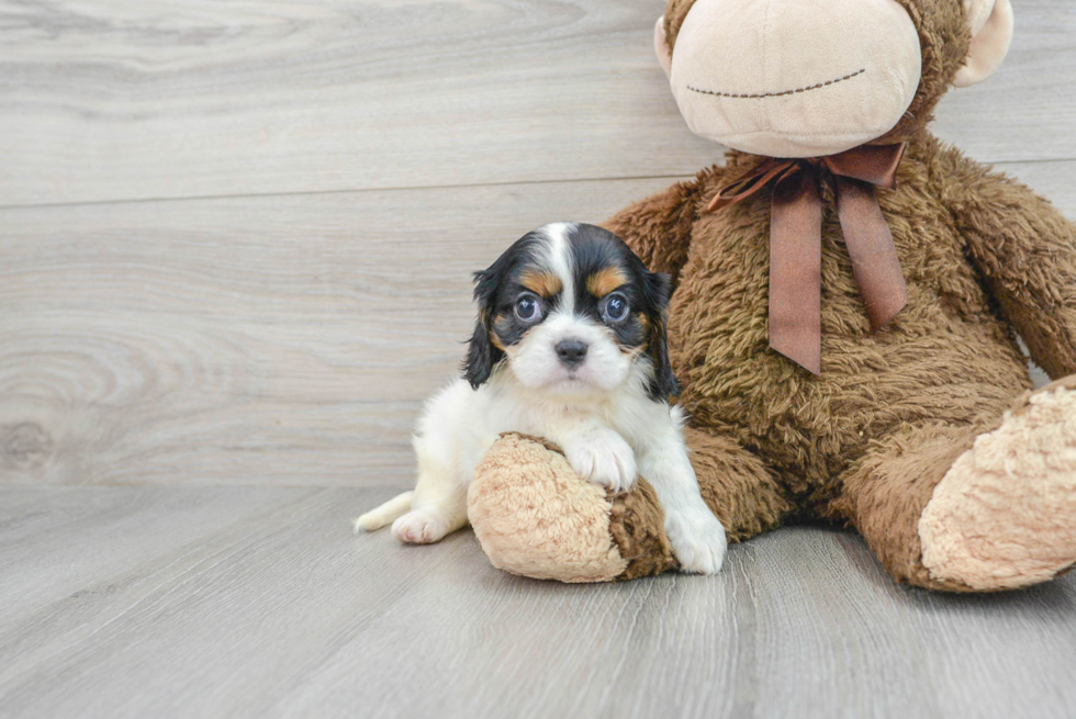 Best Cavalier King Charles Spaniel Baby