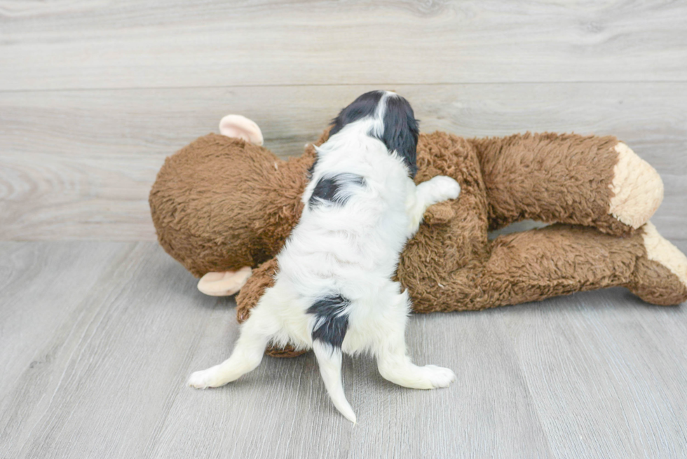 Best Cavalier King Charles Spaniel Baby