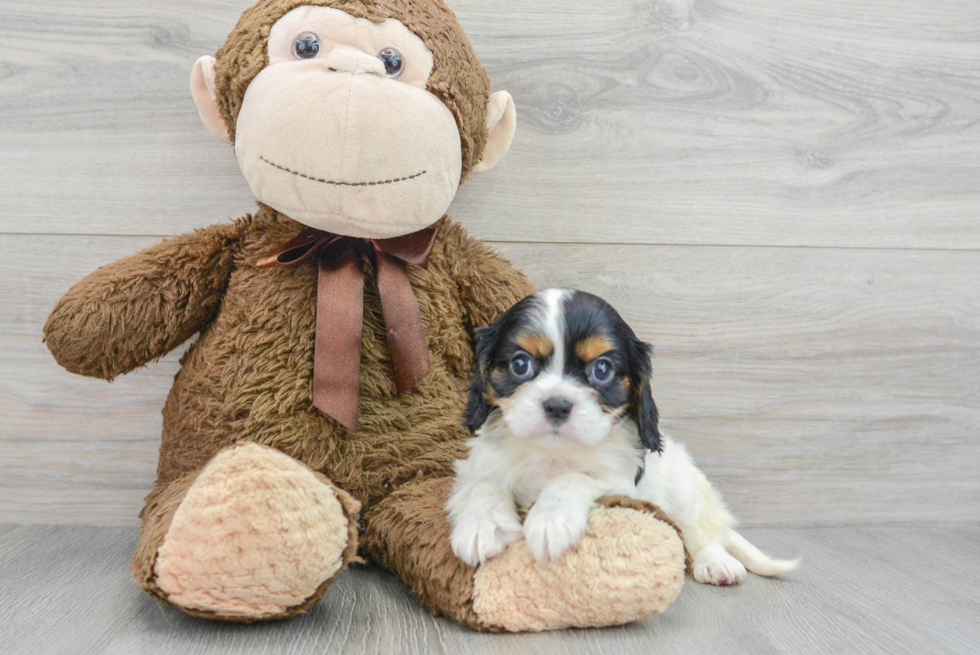 Popular Cavalier King Charles Spaniel Baby