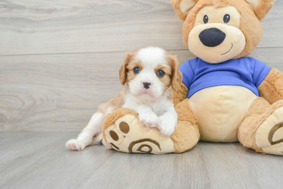 Petite Cavalier King Charles Spaniel Purebred Puppy
