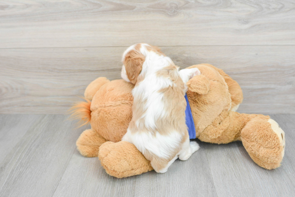 Energetic Cavalier King Charles Spaniel Purebred Puppy