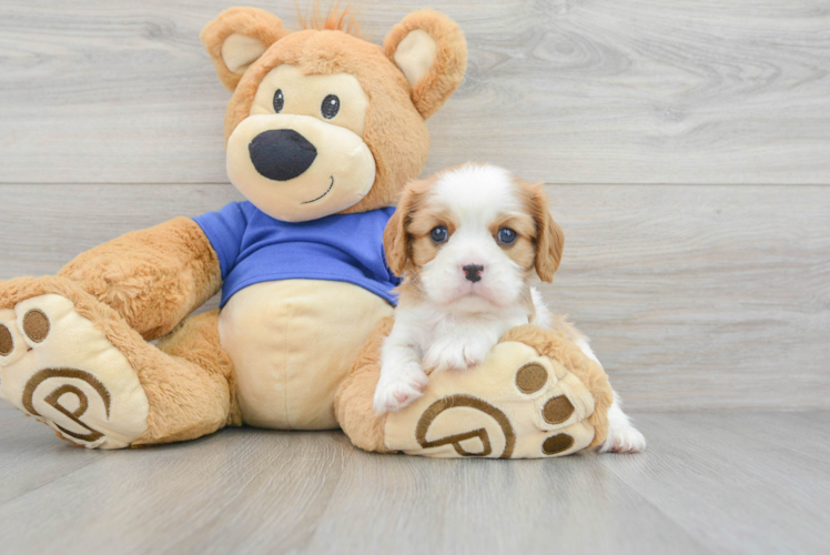 Cavalier King Charles Spaniel Puppy for Adoption