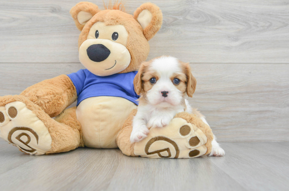 5 week old Cavalier King Charles Spaniel Puppy For Sale - Simply Southern Pups