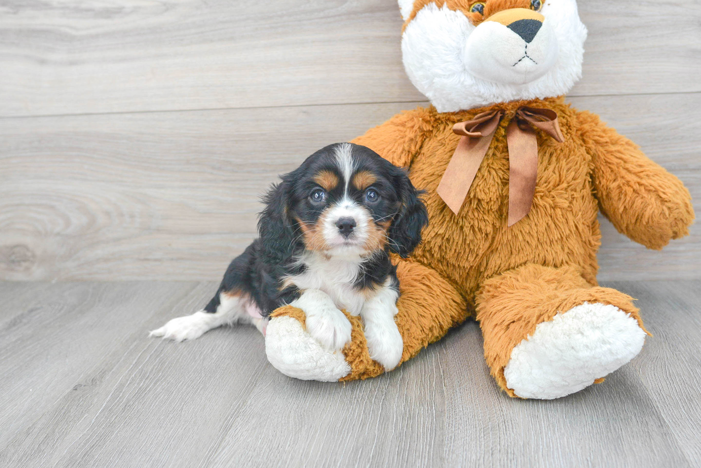 Akc cavalier best sale king charles spaniel