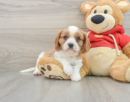 7 week old Cavalier King Charles Spaniel Puppy For Sale - Simply Southern Pups